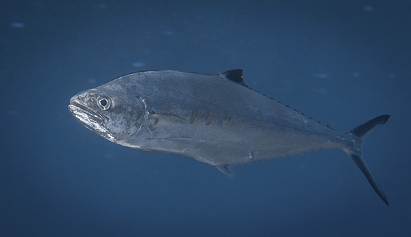 Ulua (Jack). Courtesy Russell Gilbert