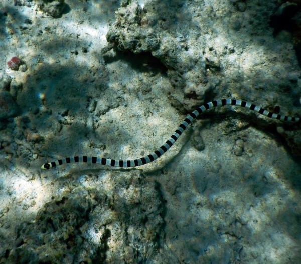 Banded Sea Snake. Vava'u Tonga, 2014. ©2014 Susan Scott