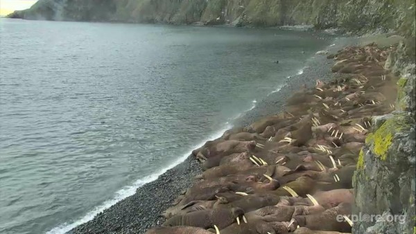 Walrus Cam - Round Island (968081)