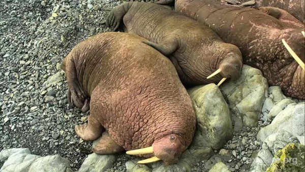 Walrus Cam - Round Island (968222)