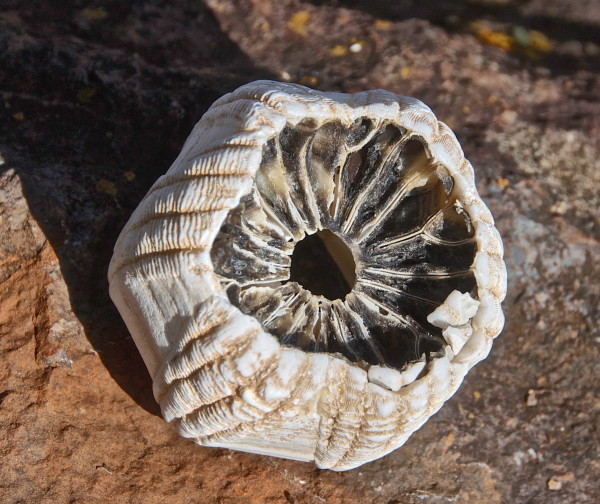 Whale barnacle, bottom. ©2016 Robert Maughan. 