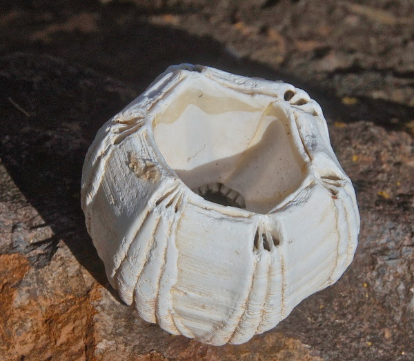 The Coronula diadema, or whale barnacle, is known to live only on the skin of humpback whales. ©2016 Robert Maughan. 