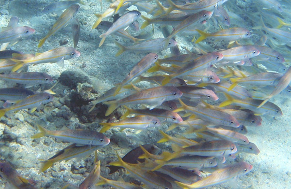 Weke are yellowstripe goatfish; when they are under 7 inches long, like the fish shown here, they’re oama. Courtesy Scott R. Davis