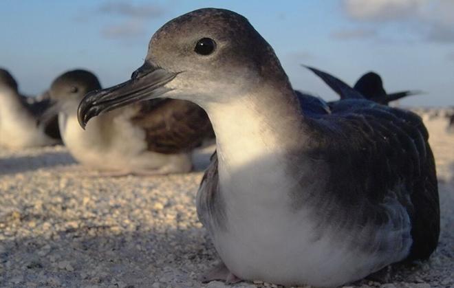 An adult wedge-tailed shearwater. Courtesy Alex Wegmann