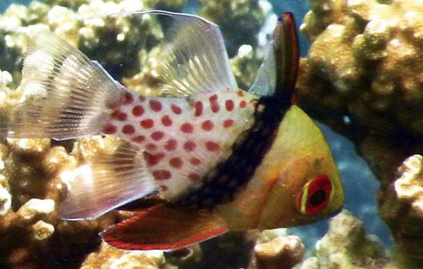 Pajama cardinal fish rest during the day and hunt tiny fish at night. ©2015 Susan Scott