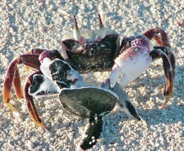  A ghost crab has a turtle hatchling caught in its pincers. The tiny turtles must pass the crabs to make it to the ocean. ©2016 Susan Scott