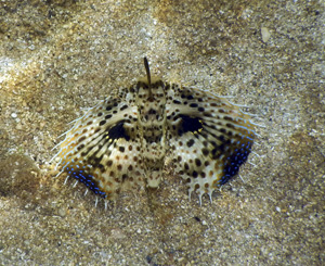 gurnard