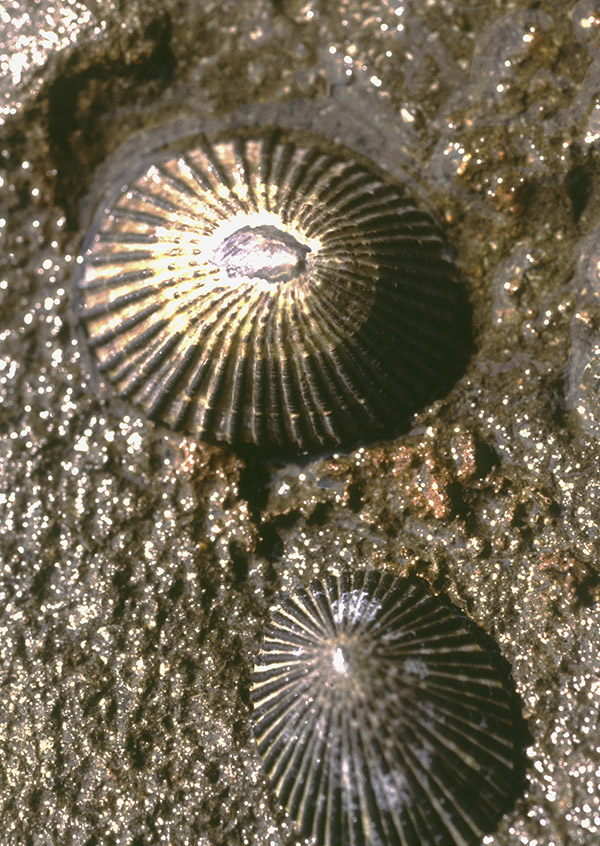 Black-foot opihi are also known as limpets. ©2015 Susan Scott