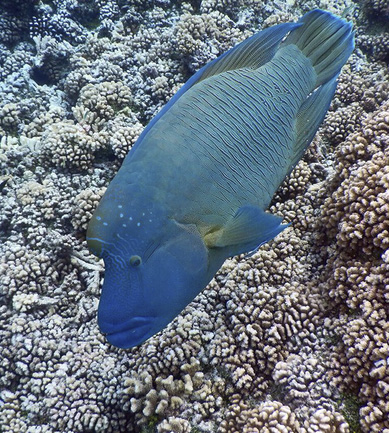 The humphead wrasse is a friend of coral and eats crown-of-thorn starfish. ©2016 Susan Scott 