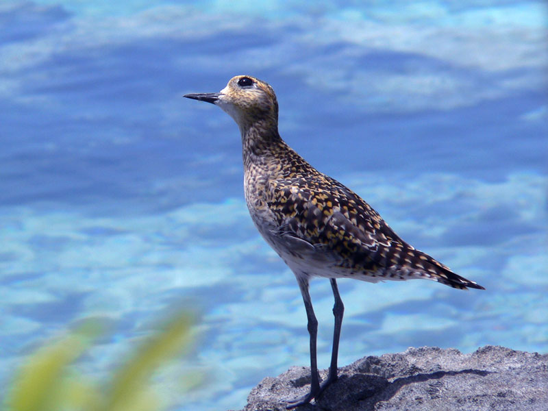 plover