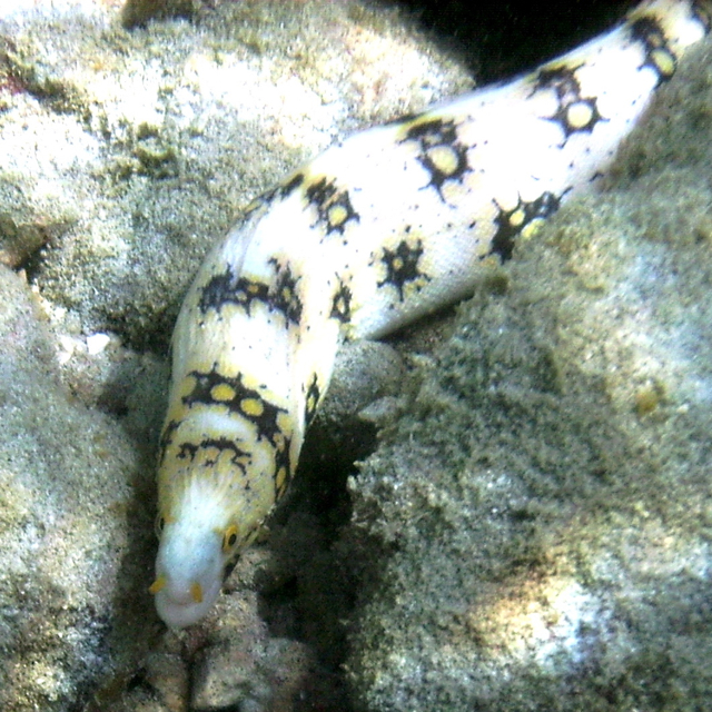 snowfflake eel