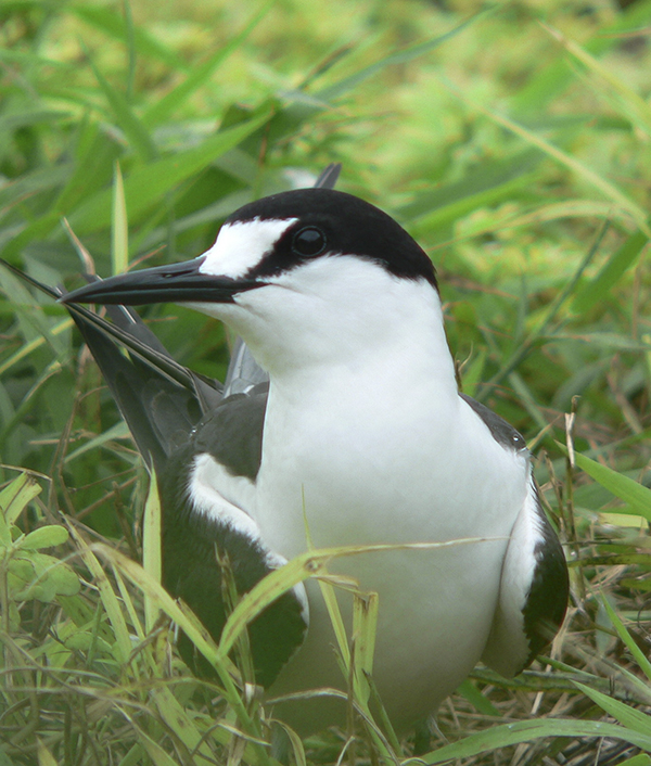 Sooty Turn, AKA Wideawake. At Tern Island but same species. Tern Island was named after the sooties. ©2015 Susan Scott