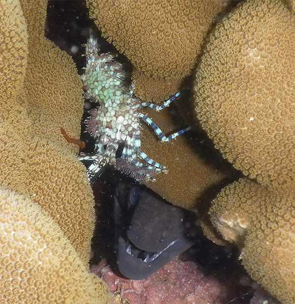 A moray eel is shown here, nestled below a female marbled shrimp. The eel failed to bite the unknowing snorkeler who snapped the picture, even though it easily could have. ©2015 Susan Scott