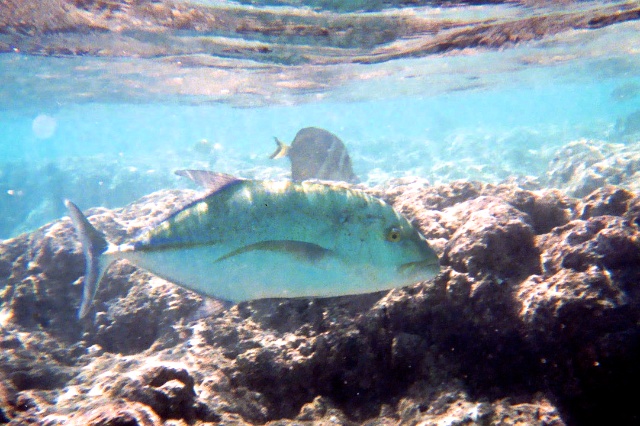 ulua