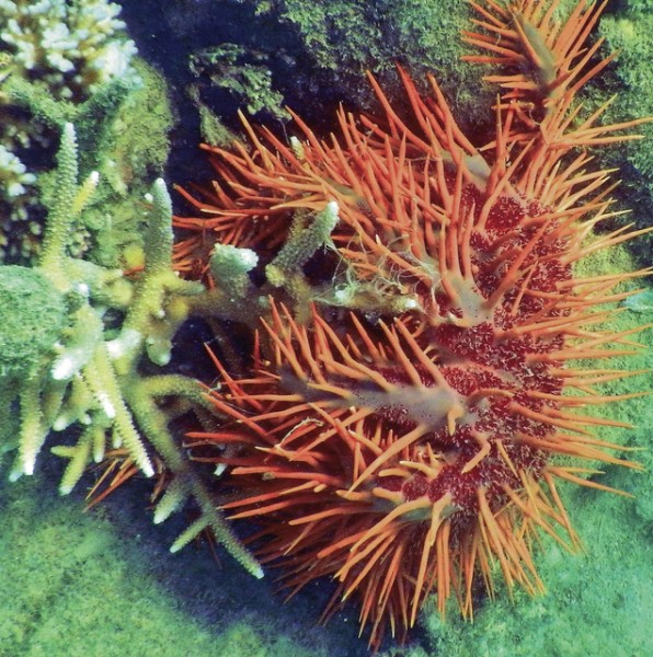 A crown-of-thorns starfish eats rice coral in New Caledonia. Research is inconclusive on whether the animal does lasting harm to coral reefs. ©2015 Susan Scott