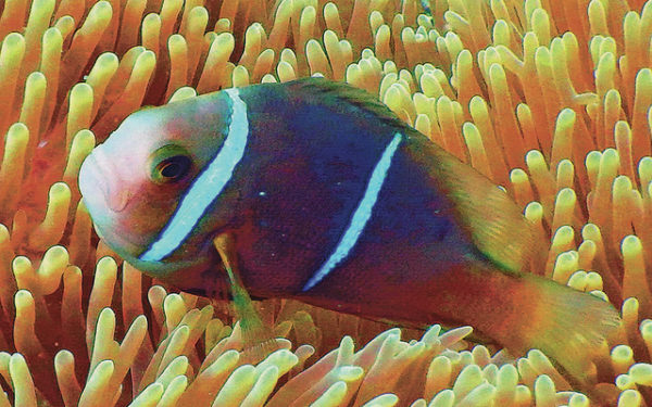 Most anemonefish are born male and change to female as the need arises. This is a Clark’s anemonefish swimming off Palau. ©2016 Susan Scott