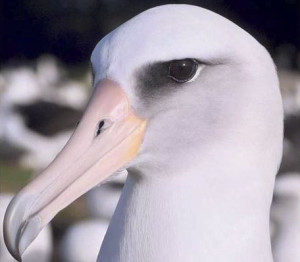 Albatross