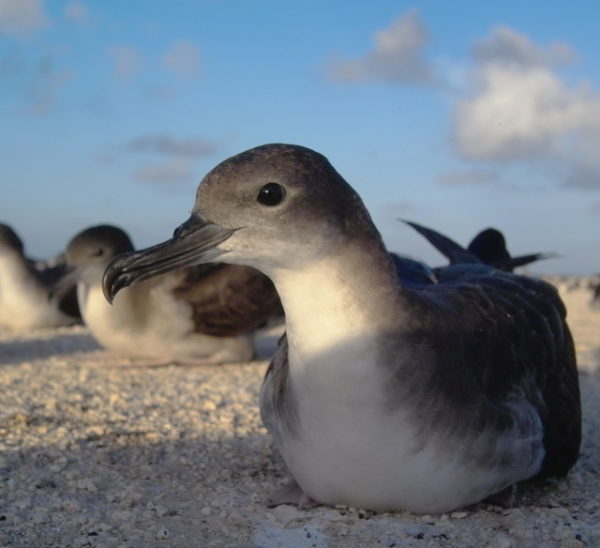 Wedgies, or wedge-tailed shearwaters, have haunting nighttime mating calls that can sound like groans or screeches. Courtesy Alex Wegmann