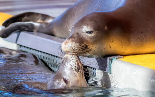 Monk seal pups Pearl and Hermes are nearly back to full strength at Ke Kai Ola. Courtesy Julie Steelman / NOAA 16632-00-932-1905-01MA-009526-1