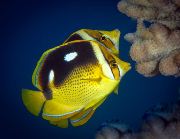 Hawaii divers have plenty of opportunities to see synchronized swimming butterflyfish: Of the 25 species of the fish in isle waters, at least a dozen are known to live in pairs. Courtesy Russell Gilbert