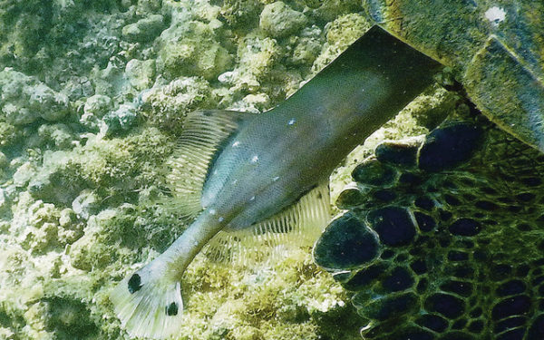 A huge trumpetfish rests near the ocean floor, under a turtle that it uses in a kind of symbiosis called commensalism. ©2016Susan Scott 