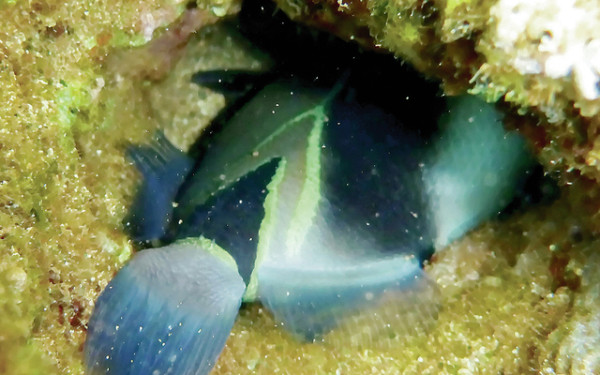 The wedgetail triggerfish can brace itself inside a hole in the reef, safe from predators, using spines. One species, the humu-humunukunukuapuaa, is the official state fish. ©2016 Susan Scott 