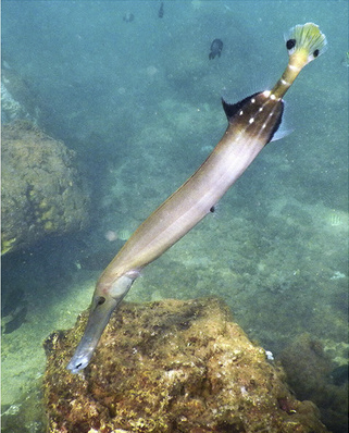 Trumpetfish