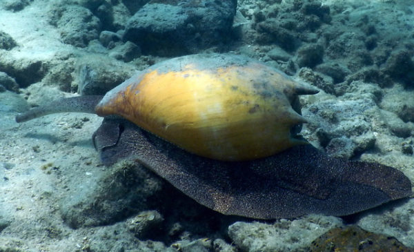 The baler snail lives in small communities, never traveling very far from the area in which it is born, quite often in isolated areas in Black Island, Great Barrier Reef Marine Park. ©2016 Susan Scott 