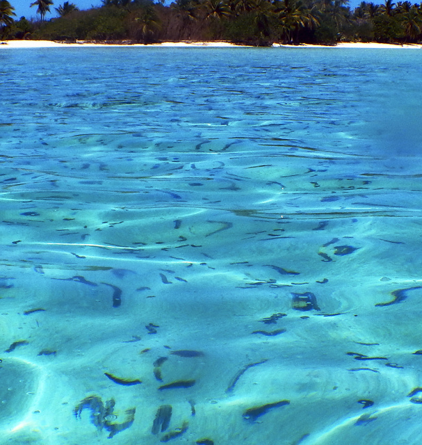 Sea Cucumbers