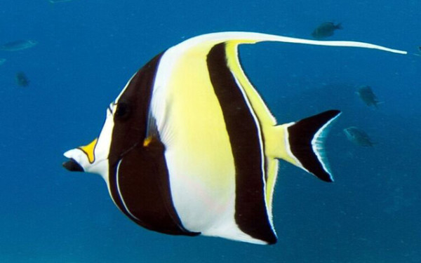 The Moorish idol is an omnivore that has a relatively large brain. Courtesy Russell Gilbert