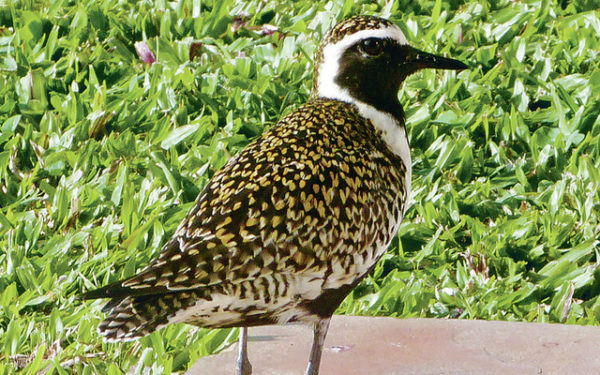 This bird’s black face, ringed with white, marks it as a male. He is due to take off any day now for Alaska, where he’ll try to woo a mate. ©2016 Susan Scott 