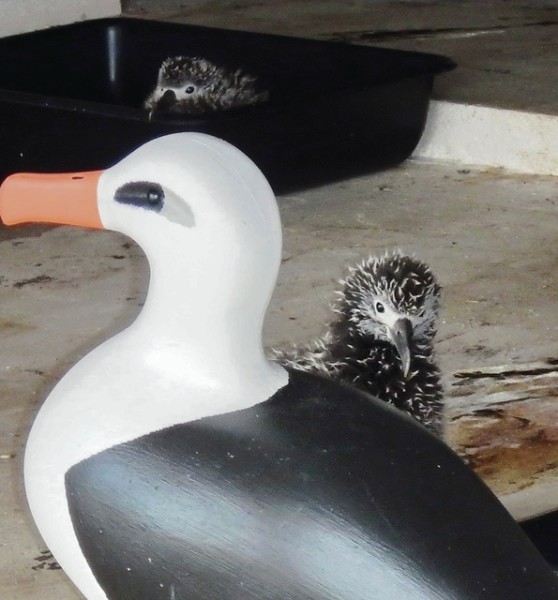 These albatross chicks, with an adult decoy, were raised at James Campbell National Wildlife Refuge in Kahuku. ©2016 Susan Scott 