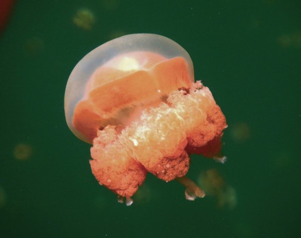 The golden jelly has eight arms, each ending in clublike extensions that contain mild stinging cells. ©2015 Susan Scott