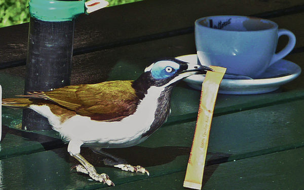 A blue-faced honeyeater is a tropical bird about the size of our mynahs but with the striking colors typical of many Australian birds. This honeyeater finished the latte behind it and then stole a packet of sugar. ©2016 Susan Scott 