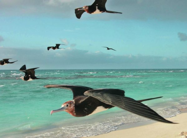 A flock of great frigate birds rides tradewinds. ©2016 Susan Scott 