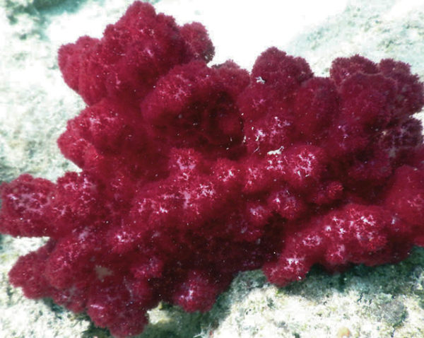 This soft coral contains no symbiotic algae to help feed it, as other corals do. The red polyps catch and eat animal plankton adrift in the current. ©2016 Susan Scott