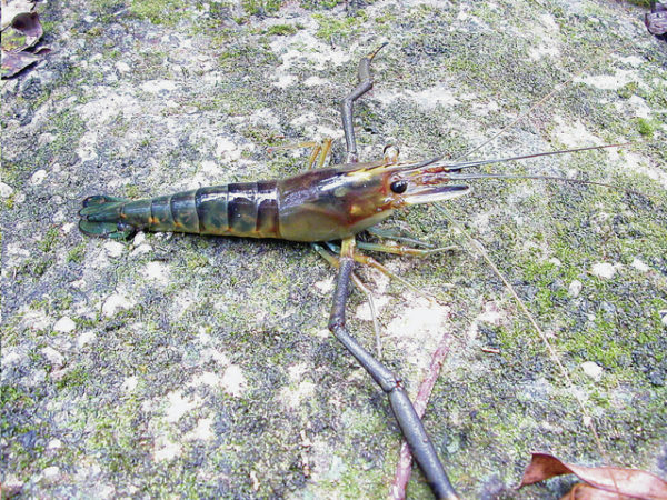 Tahitian prawns, also known as giant freshwater shrimp, can be found in streams and waters off all Hawaiian Islands since their introduction to the state in 1956. Courtesy Wikipedia