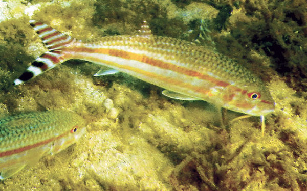 Bandtail goatfish, or weke pueo (sometimes called weke pahulu), are among the fish that can cause hallucinatory fish poisoning. ©2016 Susan Scott