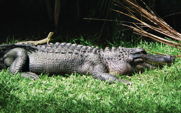 A crocodile gives a hitchhiker a ride at the Australia Zoo. ©2016 Susan Scott