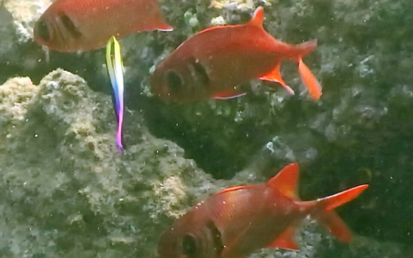 A blue, pink and yellow Hawaiian cleaner wrasse cleans a soldierfish as two others wait their turn just outside their cave. ©2016 Susan Scott 