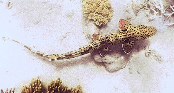 Epaulette sharks, named because of the large black patches near their “shoulders,” are found in waters off Australia and New Guinea. ©2016 Susan Scott 